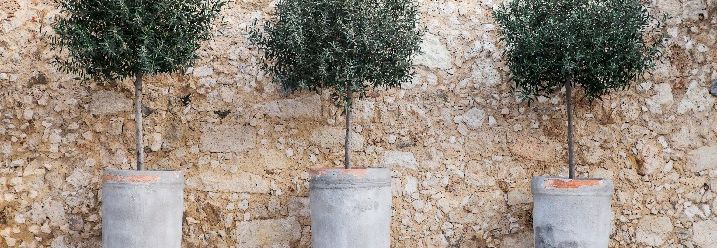 Drei kleine Olivenbäume in modernen und mediterran gestalteten Blumenkübeln.